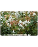 Abelia x grandiflora - Großblumige Abelie, Großblütige Abelie