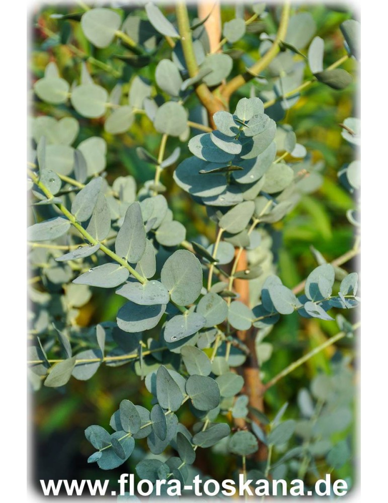 XXL Eucalyptus Gunni Gunnii Busch Eukalyptusbaum 60-70 cm Pflanze winterhart 