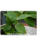 Eugenia javanica, Syzygium samarangense - Java-Apfel, Rosenapfel, Jambu