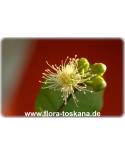 Eugenia javanica, Syzygium samarangense - Java-Apfel, Rosenapfel, Jambu