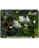 Eugenia uniflora - Surinam-Kirsche, Pitanga, Kirschmyrte