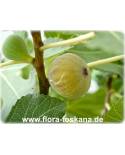 Ficus carica 'Brogiotto Bianco' - Feige (Pflanze), Echte Feige, Feigenbaum, Fruchtfeige