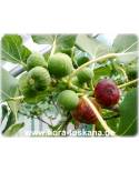 Ficus carica 'Brogiotto Nero' - Feige (Pflanze), Echte Feige, Feigenbaum, Fruchtfeige