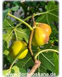 Ficus carica 'Columbaro Bianco' - Feige (Pflanze), Echte Feige, Feigenbaum, Fruchtfeige