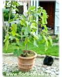 Ficus carica 'Columbaro Nero' - Feige (Pflanze), Echte Feige, Feigenbaum, Fruchtfeige
