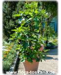 Ficus carica 'Columbaro Nero' - Feige (Pflanze), Echte Feige, Feigenbaum, Fruchtfeige
