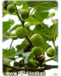 Ficus carica 'Dottato' - Feige (Pflanze), Echte Feige, Feigenbaum, Fruchtfeige