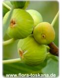 Ficus carica 'Dottato' - Feige (Pflanze), Echte Feige, Feigenbaum, Fruchtfeige