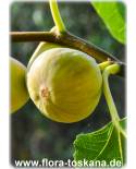 Ficus carica 'Filacciano' - Feige (Pflanze), Echte Feige, Feigenbaum, Fruchtfeige