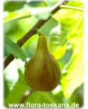 Ficus carica 'Melanzana' - Feige (Pflanze), Echte Feige, Feigenbaum, Fruchtfeige