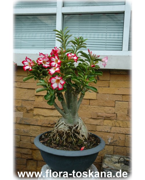 Bonsaï Création  Fiche d'entretien du Rose du désert (Adenium obesum)