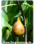 Ficus carica 'Melanzana' - Feige (Pflanze), Echte Feige, Feigenbaum, Fruchtfeige