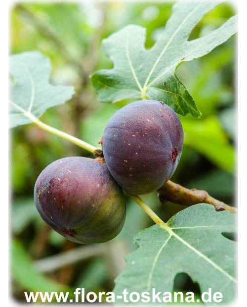 Ficus carica 'Turca' - Feige (Pflanze), Echte Feige, Feigenbaum, Fruchtfeige