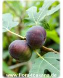 Ficus carica 'Turca' - Feige (Pflanze), Echte Feige, Feigenbaum, Fruchtfeige