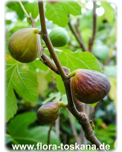 Ficus carica 'Turca' - Feige (Pflanze), Echte Feige, Feigenbaum, Fruchtfeige