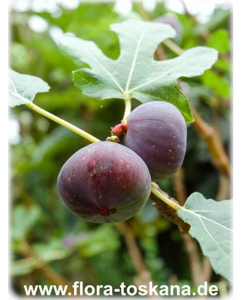 Ficus carica 'Turca' - Feige (Pflanze), Echte Feige, Feigenbaum, Fruchtfeige
