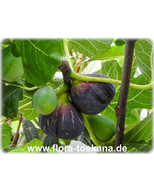 Ficus carica 'Turca' - Feige (Pflanze), Echte Feige, Feigenbaum, Fruchtfeige