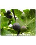 Ficus carica 'Turca' - Feige (Pflanze), Echte Feige, Feigenbaum, Fruchtfeige