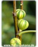Ficus carica 'Variegata' - Panaschierte Feige (Pflanze), Echte Feige, Feigenbaum, Fruchtfeige