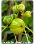 Ficus carica 'Variegata' - Panaschierte Feige (Pflanze), Echte Feige, Feigenbaum, Fruchtfeige