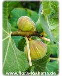 Ficus carica (grüne Früchte) - Grüne Feigen (Pflanzen), Echte Feigen, Feigenbäume, Fruchtfeigen