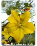Fremontodendron californicum 'California Glory' - Flanellstrauch, Flanellbusch