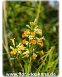 Freylinia lanceolata - Honigglockenbusch, Honigbusch