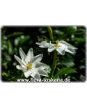Gardenia thunbergia - Afrikanische Wald-Gardenie