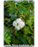 Gossypium arboreum - Baumwolle