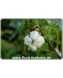Gossypium arboreum - Baumwolle