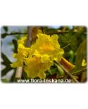 Tabebuia chrysantha - Goldbaum, Gelber Trompetenbaum
