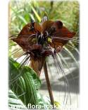 Tacca chantrieri - Fledermauspflanze, Fledermausblume, Teufelsblume, Dämonenblüte