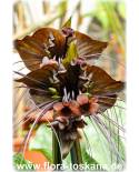 Tacca chantrieri - Fledermauspflanze, Fledermausblume, Teufelsblume, Dämonenblüte