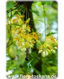 Tamarindus indica - Tamarinde