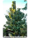 Tectona grandis - Teak (Pflanze), Teakbaum, Teakholz