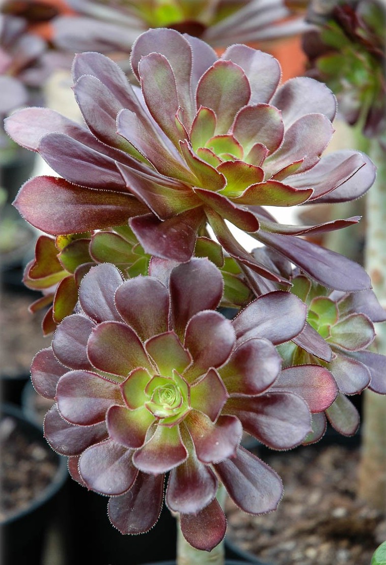 Aeonium arboreum - Tree Aeonium, Velvet Rose | FLORA TOSKANA