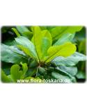 Terminalia catappa - Seemandel (Pflanze), Strandmandel, Katappenbaum, Seemandelbaum