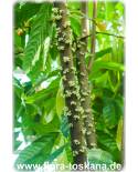 Theobroma cacao - Kakao (Pflanze), Kakaobaum