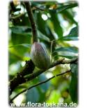 Theobroma cacao - Kakao (Pflanze), Kakaobaum
