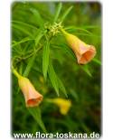 Thevetia peruviana, Cascabela thevetia - Tropischer Oleander, Schellenbaum