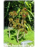 Aeonium arboreum - Rosettendickblatt