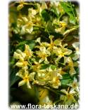 Trachelospermum asiaticum - Gelber Sternjasmin
