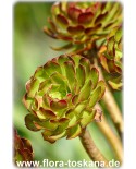 Aeonium arboreum - Rosettendickblatt