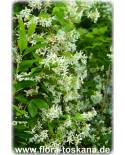 Trachelospermum jasminoides - Sternjasmin