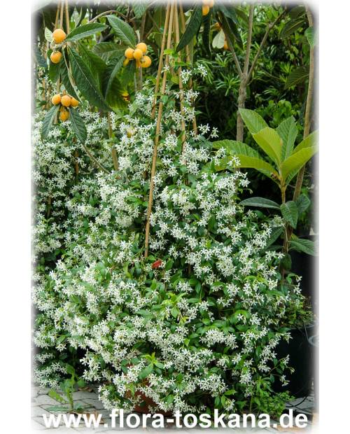 Trachelospermum Jasminoides Arche 250cm x 60L