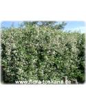 Trachelospermum jasminoides 'Variegata' - Buntlaubiger Sternjasmin