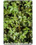 Trachelospermum jasminoides 'Variegata' - Buntlaubiger Sternjasmin