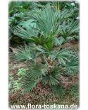 Trachycarpus wagnerianus - Wagner´s Hanfpalme
