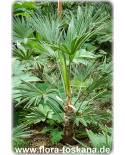 Trachycarpus wagnerianus - Wagner´s Hanfpalme