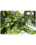 Vanilla planifolia - Echte Vanille (Pflanze), Gewürz-Vanille